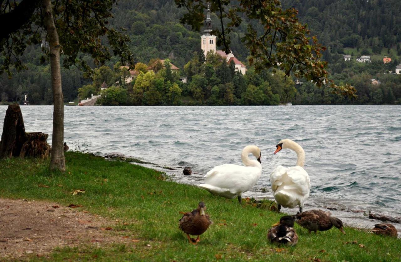 Apartma Toro Bled Appartement Buitenkant foto